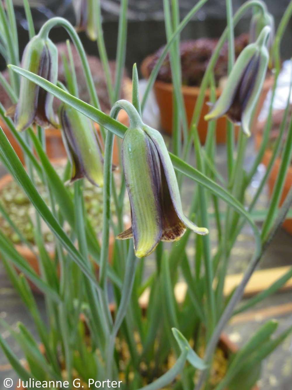 Fritillaria 'elwesii'